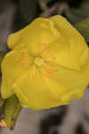 Coastal sand frostweed